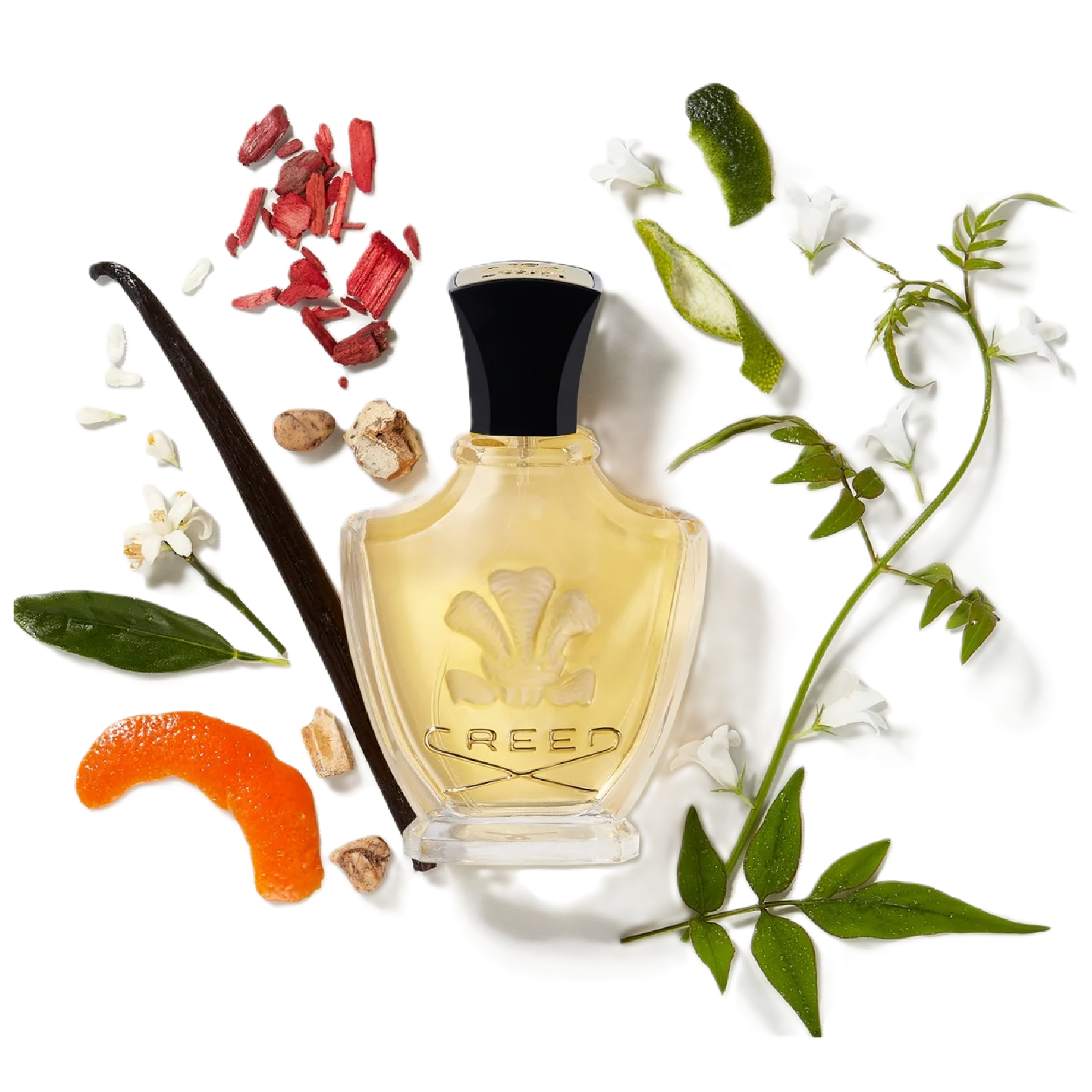 Jasmin Imperatrice Eugenie