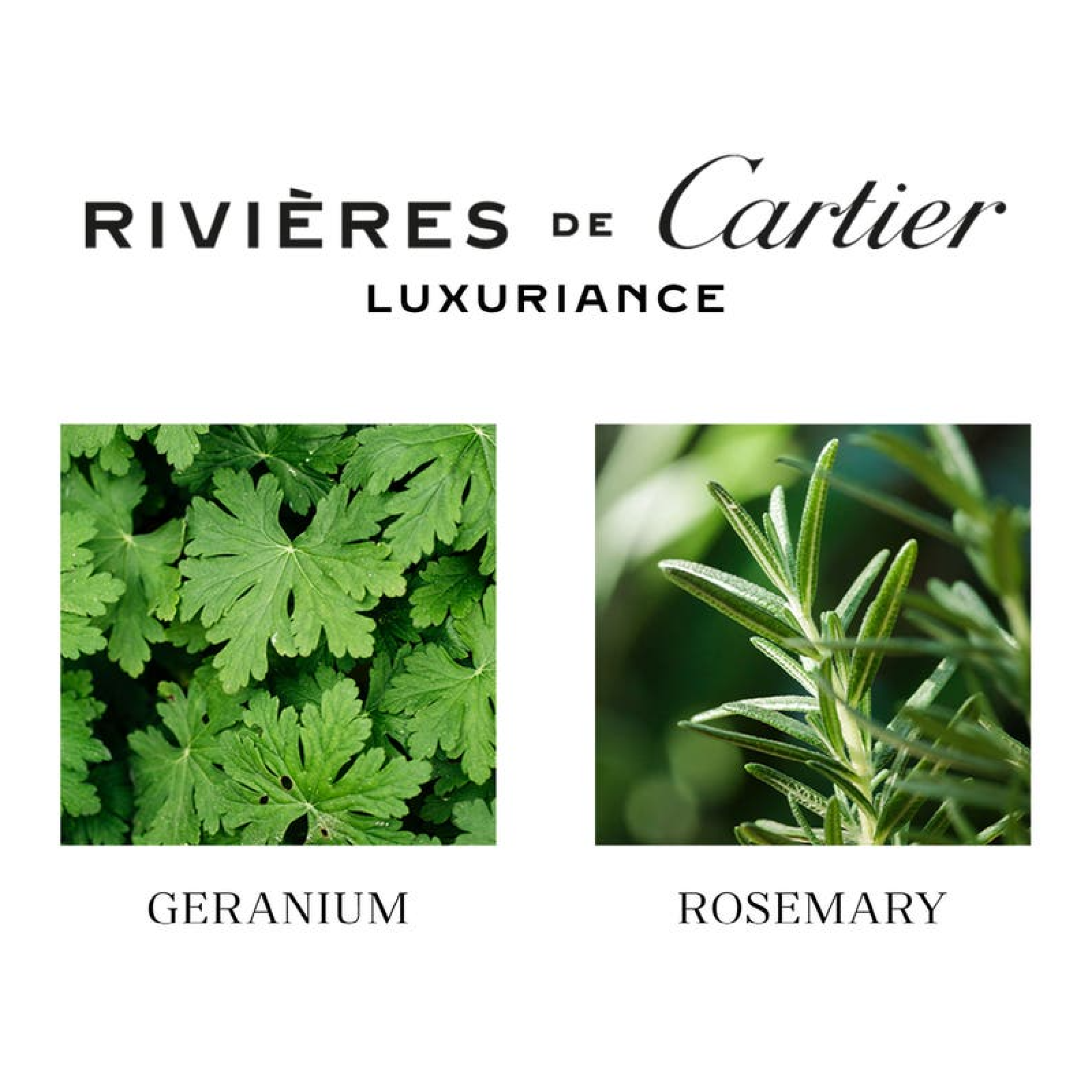 Rivières De Cartier Luxuriance EDT